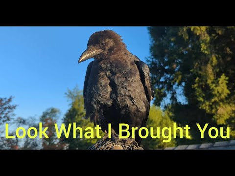 Baby Crow Brings Me The Weirdest Gifts