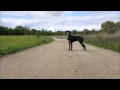 Boxer x Labrador Mix Puppy Ambient Walkie [5 ...