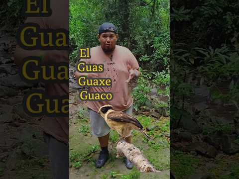 El Guas, Guaxe, Guaco, Halcón Reidor, El Salvador #animals #wildlife #elsalvador #foryou #fyp #viral