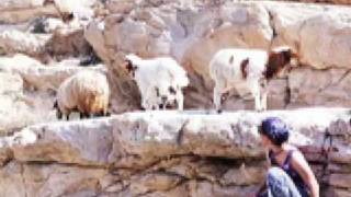 Psalm 95 (Come Let Us Sing)