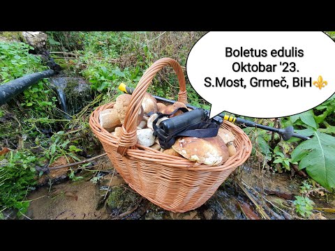 Magic forest, Boletus/Porcini/Steinpilze/Vrganj #viralvideo #trending #new #foryou #nature #mushroom