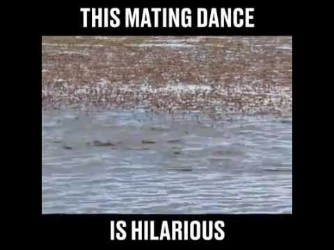 Grebes mating dance
