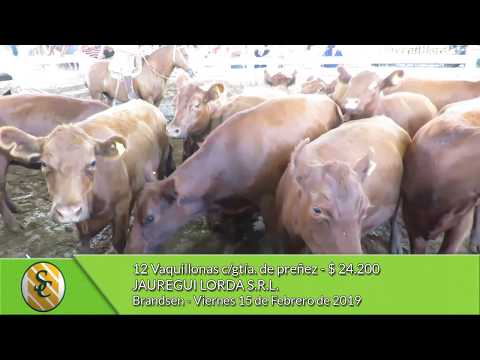 15-02-19 - Ventas de Vientres - Jauregui Lorda S.R.L. -  Brandsen