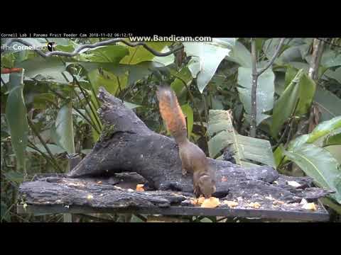 ~ MOTYL i WIEWIÓRKA ~  Panama Fruit Feeder Cam at Canopy Lodge