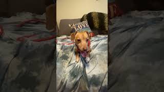 Video preview image #1 Dachshund Puppy For Sale in Tampa, FL, USA