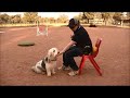 Gran Basset Grifón Vendeano - Grand Basset Griffon Vendeen Training