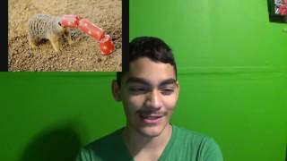 try not to laugh (Chrismas edition) Reaction