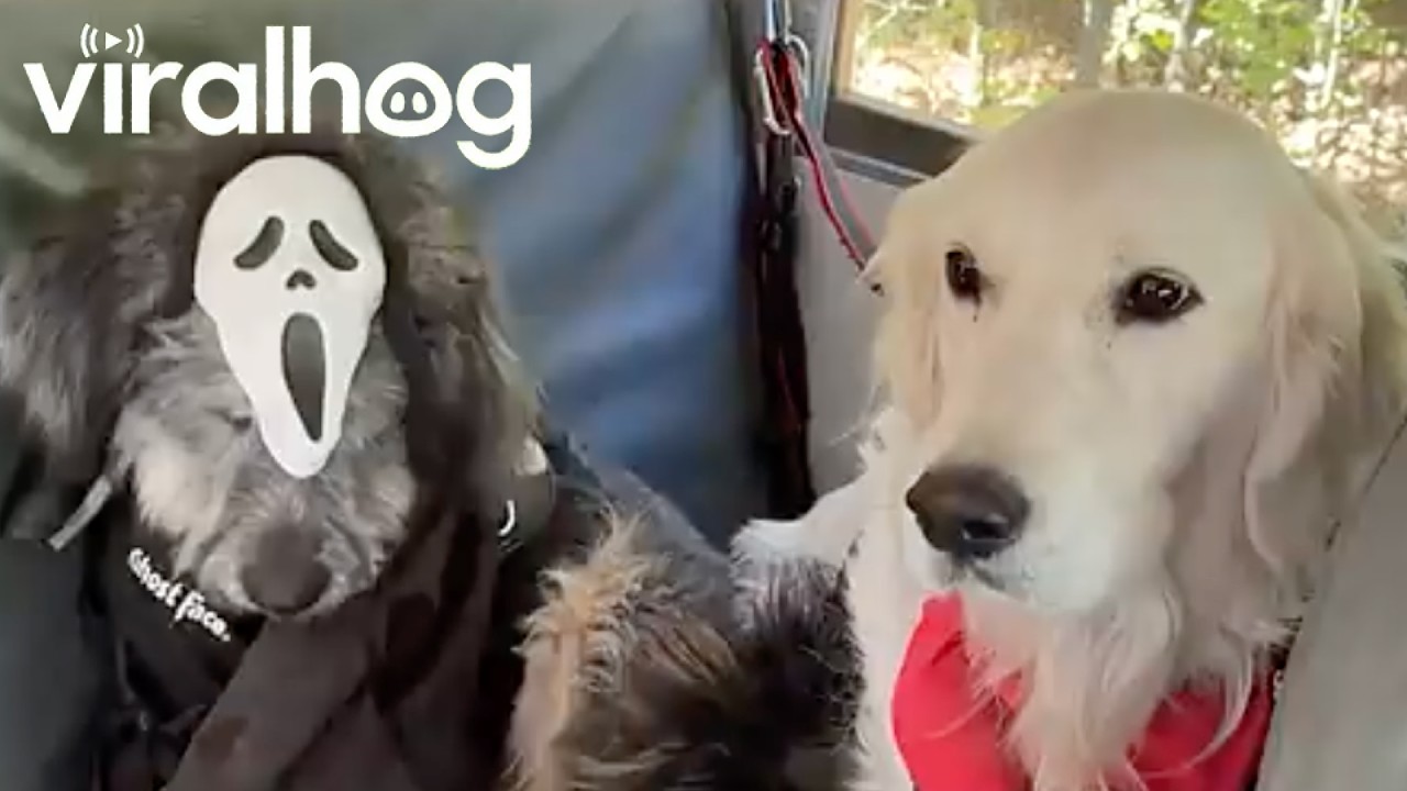 Adorable Dogs Ride Together on Halloween Bus || ViralHog