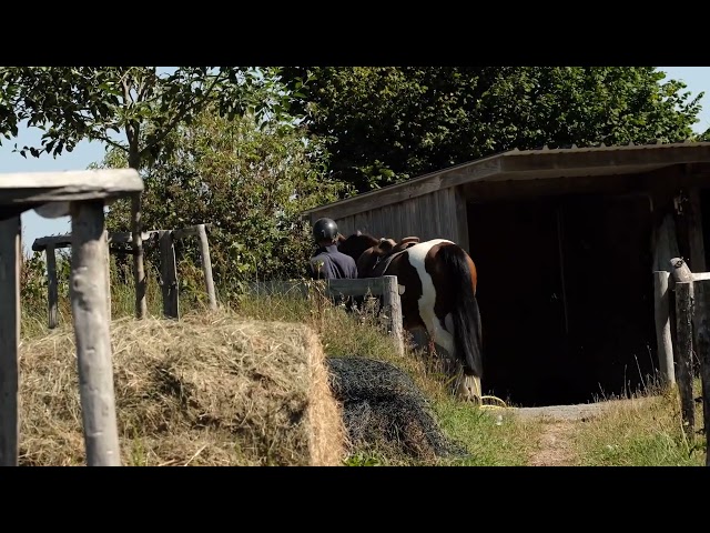Jument 4 ans Paint Horse PP 