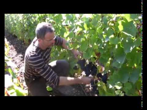 Vendange 2010 Champagne Alexandre Bonnet