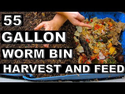 Unlock the Secret to Efficient Worm Composting with the Wedge Feeding Method