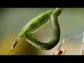 Caterpillars Feeding on Exploding Seed Pods | BBC Earth