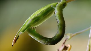 Caterpillars Feeding on Exploding Touch-Me-Not Seed Pods | BBC Earth