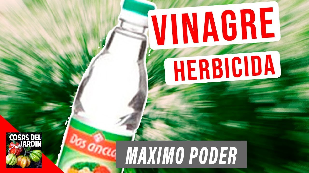 Watch VINAGRE EL MEJOR HERBICIDA DEL MUNDO! USAR VINAGRE PARA ELIMINAR MALAS HIERBAS Now VINAGRE EL MEJOR HERBICIDA DEL MUNDO! USAR VINAGRE PARA ELIMINAR MALAS HIERBAS
