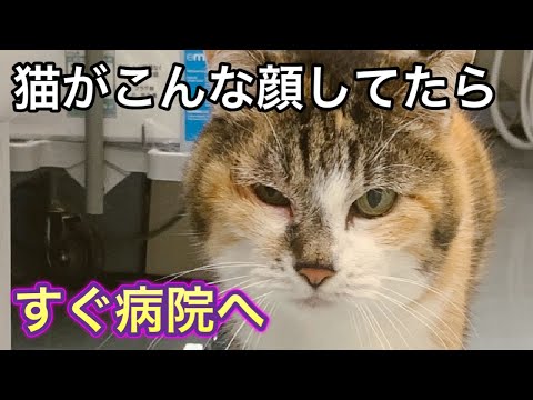 うちの猫の目が腫れているのはなぜですか? - 5 つの原因 - 猫ぶどう膜炎 - 猫が片目を閉じたとき