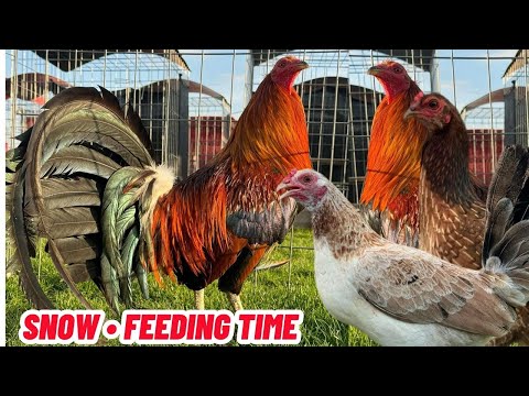 Red Newark Farm - Snow Feeding Time Shape Outdoor Indoor Chicken Coop