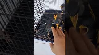 Download lagu Anakan Jalak Kebo Lolohan#shorts mp3