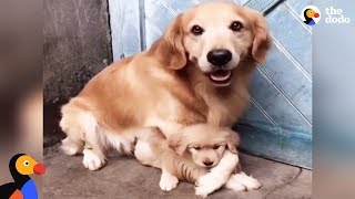 Protective Dog Dad Won't Let Anyone Near His Puppy | The Dodo by The Dodo