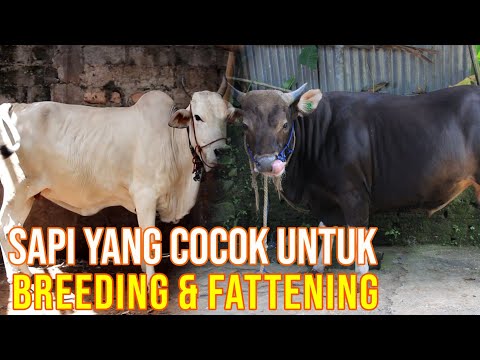 , title : 'Jenis Sapi Pemula Bisnis Breeding Maupun Fattening'