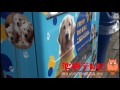 「寄付つき自販機ドリンク飲んで社会貢献」1本で5円の寄付金が日本介助犬協会に♪　でも自販機不要論！