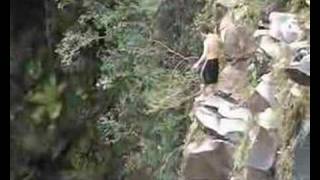 preview picture of video 'Bridge jump followed by Huge Cliff Jump Hawaii - Hilo - Approx 80ft'