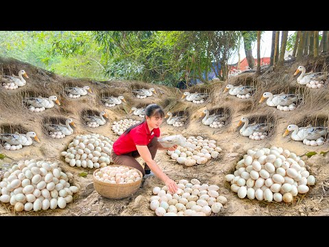 Harvest Many Ducks Eggs In Nest, Use 3-Wheeled Truck Transport Duck Eggs Go To Market Sell