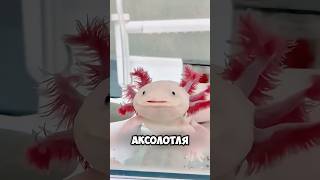 Нашел эту странную рыбку и спас 🥹😨 #милыеживотные #животные