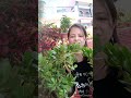 Crassula Plant Lucky Plant Kuber Plant Kuberaksi Plant Shorts