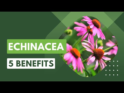 Top 5 Medicinal Health Benefits of Echinacea