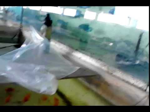 chi`s tropical fish farm in trinidad (keron dookie filmed)
