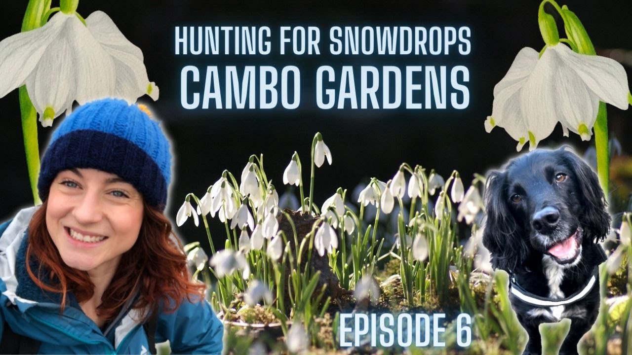 Watch video Searching for Snowdrops - Cambo Gardens in Fife, Scotland + Painting Snowflake Flowers Now Searching for Snowdrops - Cambo Gardens in Fife, Scotland + Painting Snowflake Flowers