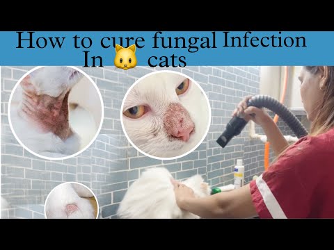 How to cure fungal infections in cats and kittens |helpful video for pet parents |fungal infections