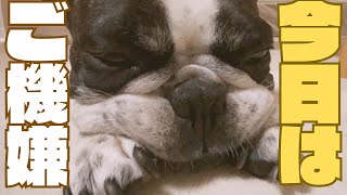 普段は仏頂面なのに、今日はあざとい愛犬🐶