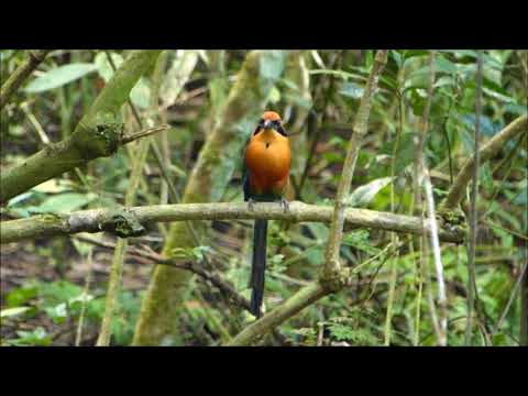 Rufous Motmot