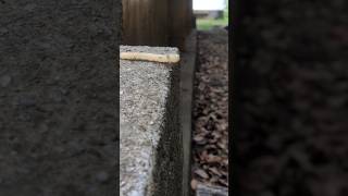 お菓子を運ぶ蟻(アリ)たち Ants carrying food #shorts #ants