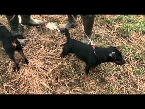 Darz Bór: Polowanie na lisa