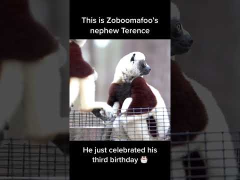 Zoboomafoo Family Update!