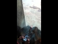 Detroit Zoo Pt 6