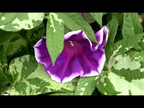 download lagu mp3 mp4 Variegated Morning Glory, download lagu Variegated Morning Glory gratis, unduh video klip Variegated Morning Glory