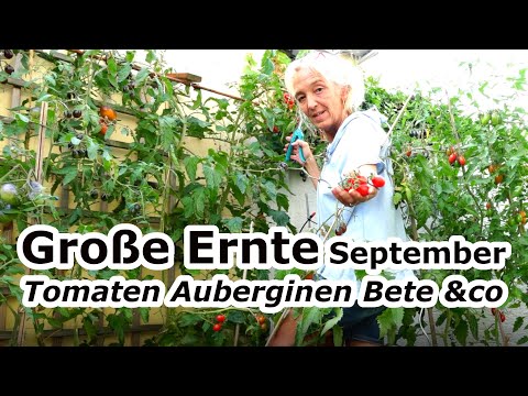 Große Ernte September | Kleiner Gemüsegarten lohnt sich das? Und wie!