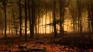 Osamu M - Smokey Forest (Original Mix)