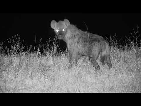 Djuma: Hyena makes a LIVE kill of a young Impala on cam - 21:50 - 09/05/20
