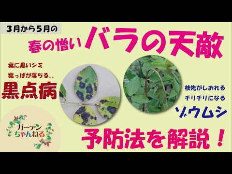 バラの茂みの病気 感染した葉を取り除く 大掃除をする 秋