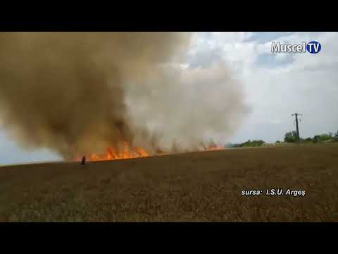 Jurnal MUSCEL TV 29.06.2022 Ard lanurile de grâu – recomandări ale pompierilor