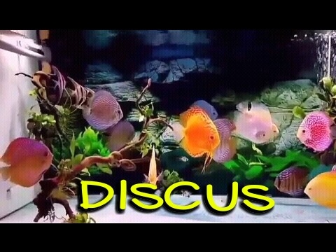 DISCUS aquarium fish that can calm the mind