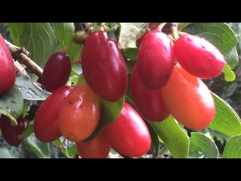 фото саженцы кизил ( из отводка) 0