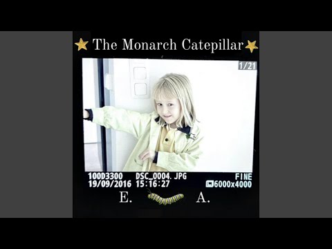 The Monarch Catepillar - Edén Adán