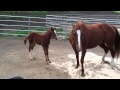 Hydrive Cat Colt gettin schooled by mamma