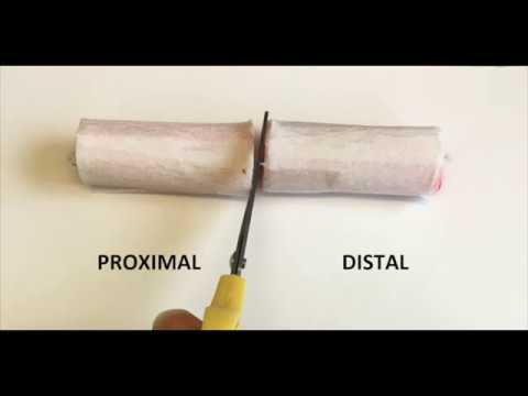 TGFβ Reprograms Schwann Cells in the Nerve Bridge - YouTube
