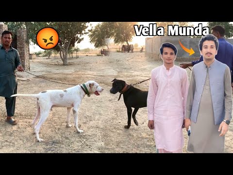 Bully Dog Ka Surprise | Shahzad K Vlogs